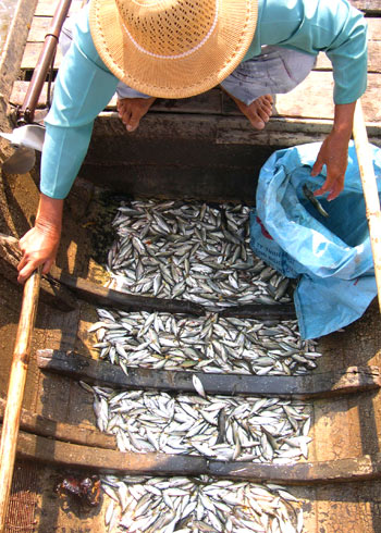 Making money thanks to floods in Mekong delta